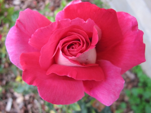 Name:  IMG_3211 (600 x 450).jpg
Views: 1095
Size:  48.0 KB