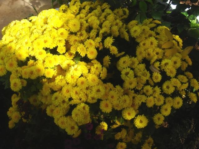 Name:  DSC06707.jpg
Views: 516
Size:  52.3 KB