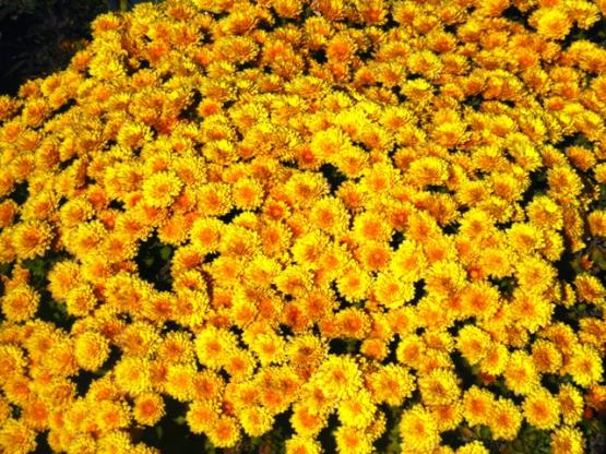 Name:  DSC06722.jpg
Views: 521
Size:  74.7 KB