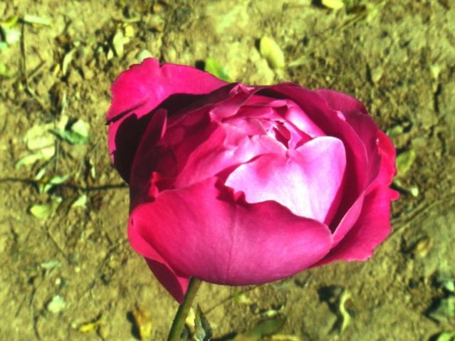 Name:  DSC06708.jpg
Views: 497
Size:  52.0 KB