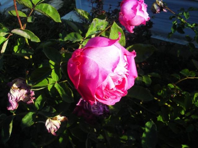 Name:  DSC06727.jpg
Views: 521
Size:  44.4 KB