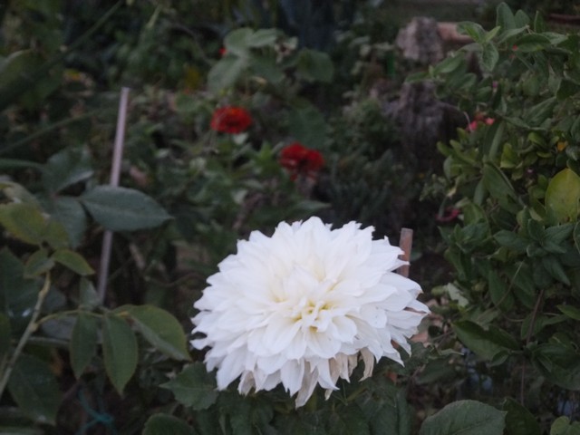 Name:  DSCF1377.jpg
Views: 231
Size:  69.2 KB