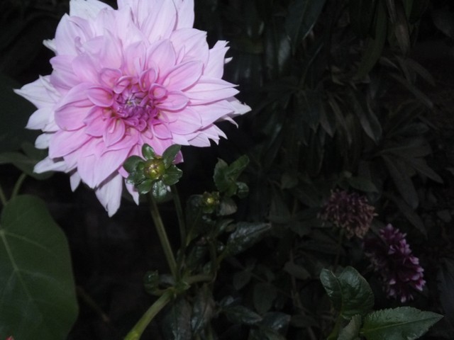 Name:  DSCF1391.jpg
Views: 219
Size:  62.2 KB