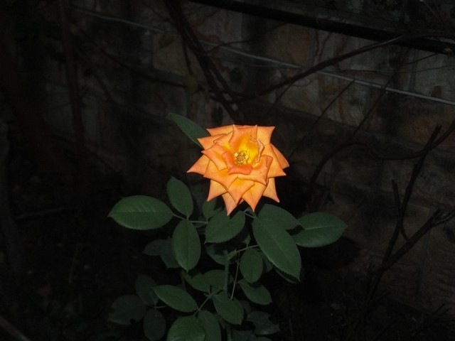 Name:  DSCF1392.jpg
Views: 241
Size:  54.9 KB