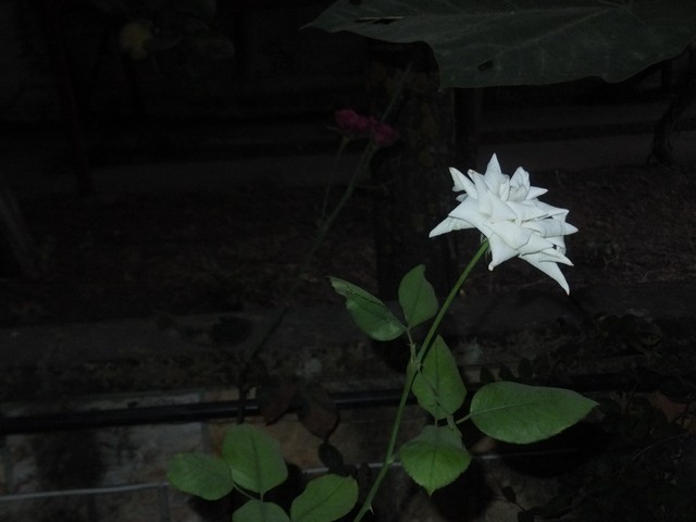 Name:  DSCF1395.jpg
Views: 217
Size:  53.1 KB