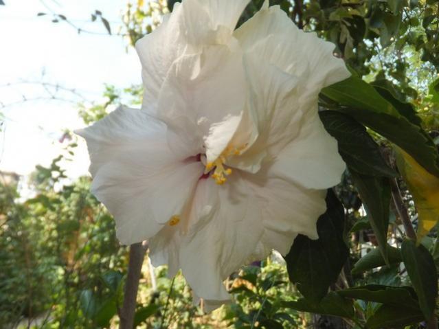 Name:  DSCF1404.jpg
Views: 227
Size:  39.5 KB