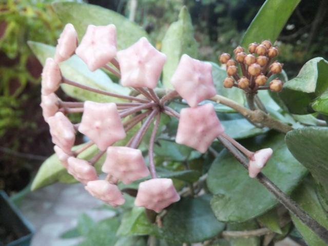 Name:  DSCF1410.jpg
Views: 235
Size:  38.6 KB