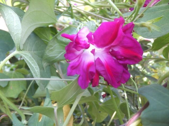 Name:  DSCF1431.jpg
Views: 224
Size:  43.9 KB