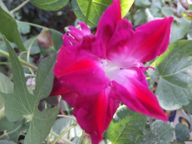 Name:  DSCF1436.jpg
Views: 245
Size:  36.2 KB