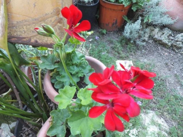 Name:  DSCF1443.jpg
Views: 249
Size:  62.8 KB