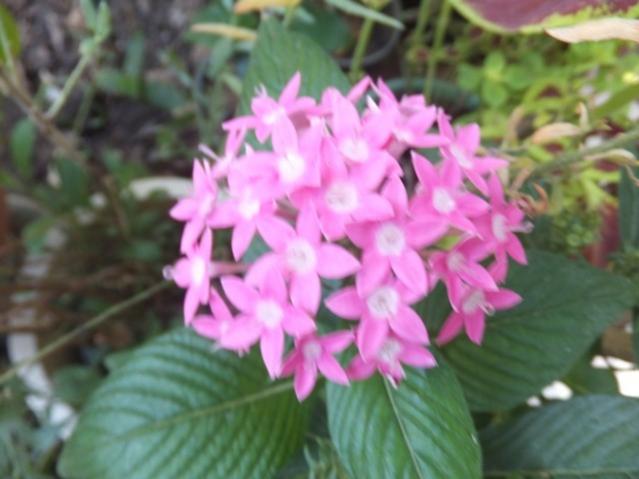 Name:  DSCF1484.jpg
Views: 409
Size:  36.9 KB