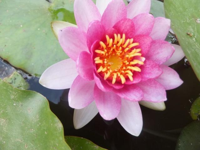 Name:  DSCF1512.jpg
Views: 449
Size:  36.2 KB