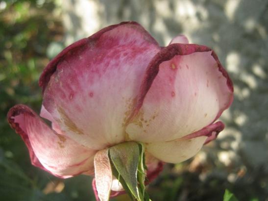 Name:  dalnda kuruyan gl.jpg
Views: 1537
Size:  25.9 KB