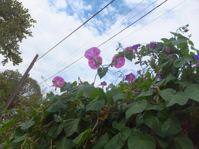 Name:  DSCF1518.jpg
Views: 413
Size:  48.4 KB
