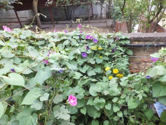 Name:  DSCF1519.jpg
Views: 425
Size:  69.7 KB
