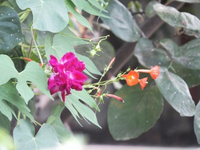 Name:  DSCF1532.jpg
Views: 380
Size:  39.3 KB