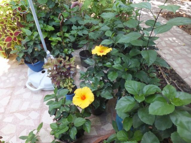 Name:  DSCF1559.jpg
Views: 389
Size:  58.5 KB