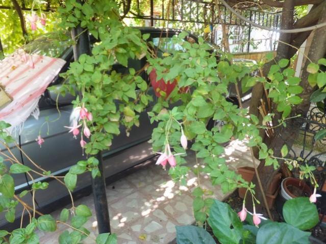 Name:  DSCF1563.jpg
Views: 415
Size:  64.9 KB