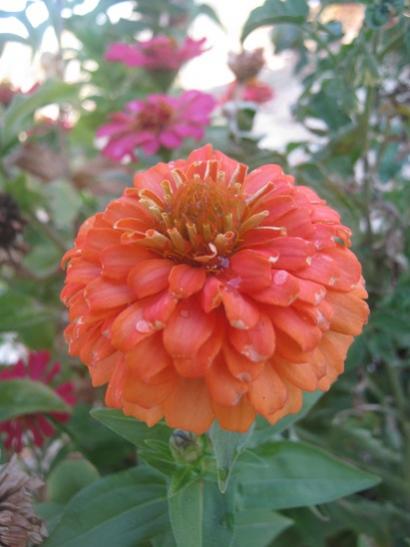 Name:  turuncu zinnia.jpg
Views: 1506
Size:  30.1 KB
