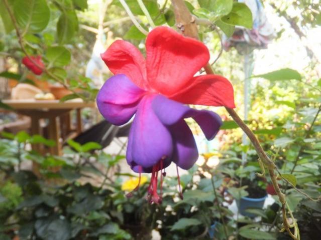 Name:  DSCF1566.jpg
Views: 389
Size:  47.0 KB