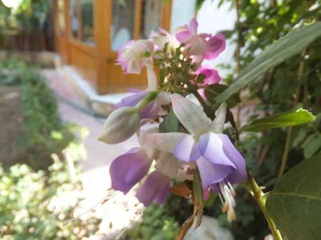 Name:  DSCF1569.jpg
Views: 404
Size:  39.3 KB