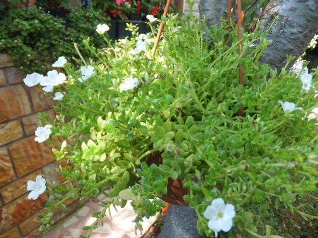 Name:  DSCF1578.jpg
Views: 398
Size:  65.5 KB