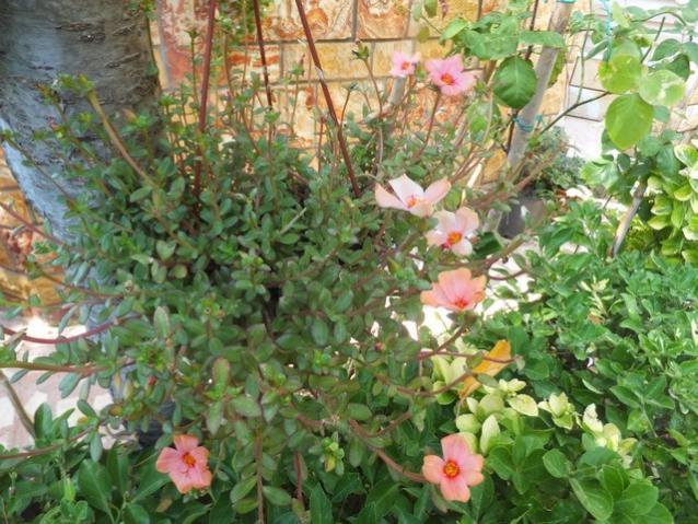 Name:  DSCF1579.jpg
Views: 409
Size:  70.1 KB
