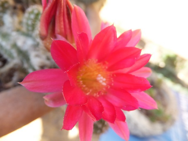 Name:  DSCF1581.jpg
Views: 376
Size:  54.3 KB