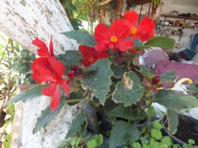 Name:  DSCF1636.jpg
Views: 367
Size:  55.8 KB