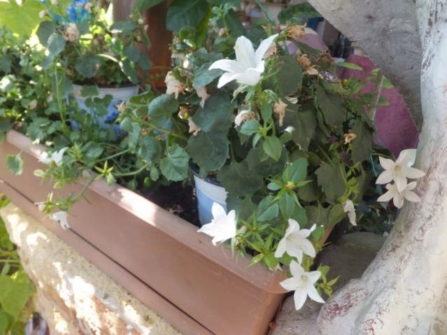 Name:  DSCF1638.jpg
Views: 375
Size:  49.9 KB