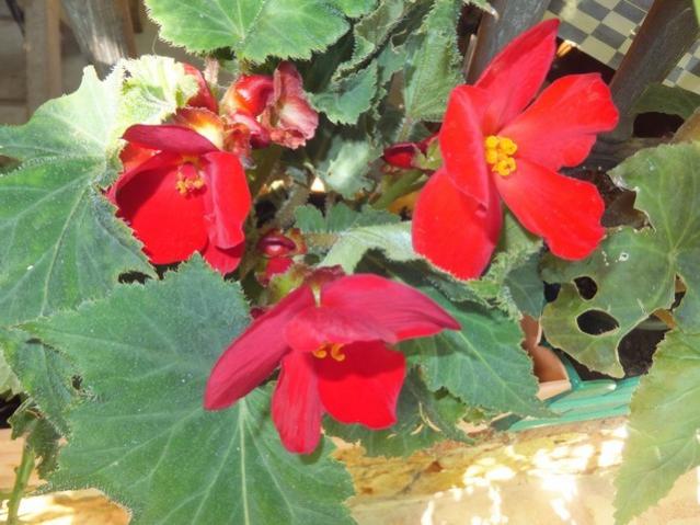 Name:  DSCF1641.jpg
Views: 397
Size:  51.5 KB