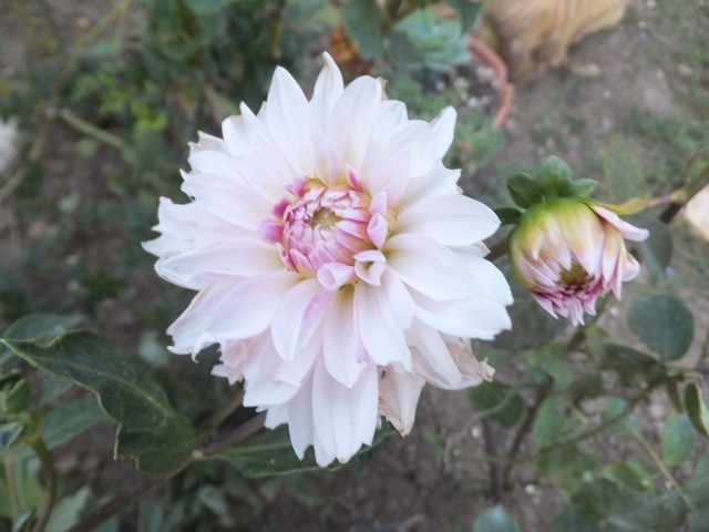 Name:  DSCF1654.jpg
Views: 358
Size:  68.9 KB