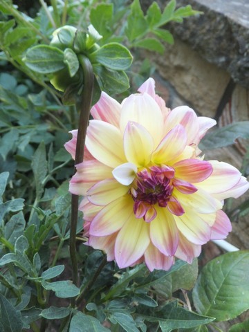 Name:  DSCF1656.jpg
Views: 351
Size:  63.4 KB