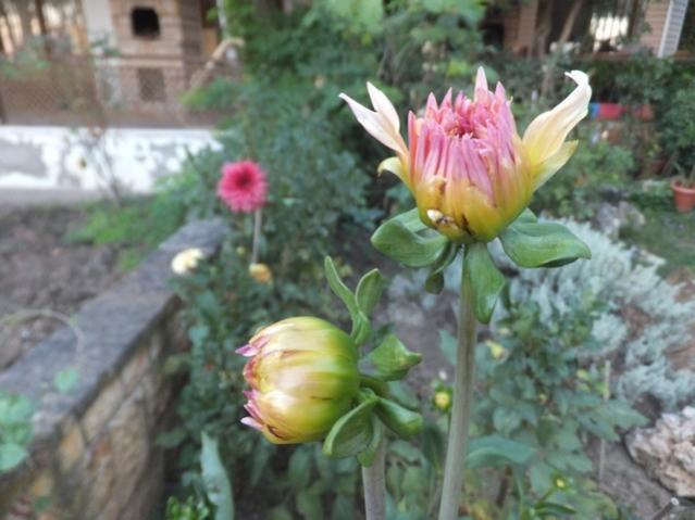 Name:  DSCF1657.jpg
Views: 357
Size:  41.9 KB