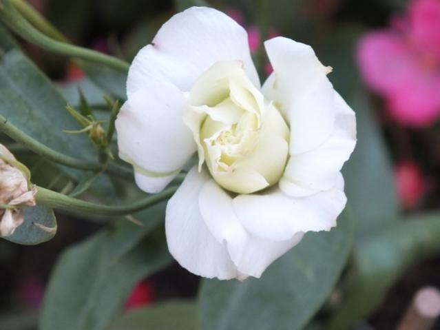 Name:  DSCF2978.jpg
Views: 347
Size:  24.4 KB