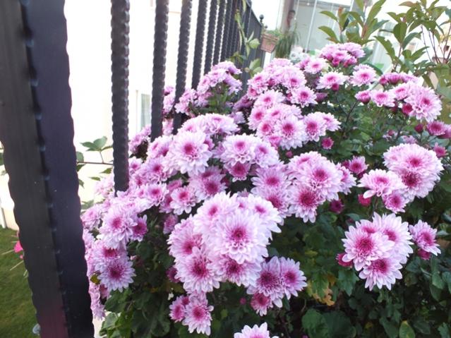 Name:  DSCF2985.jpg
Views: 522
Size:  64.7 KB