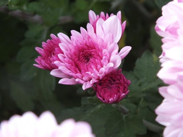 Name:  DSCF2987.jpg
Views: 338
Size:  30.1 KB