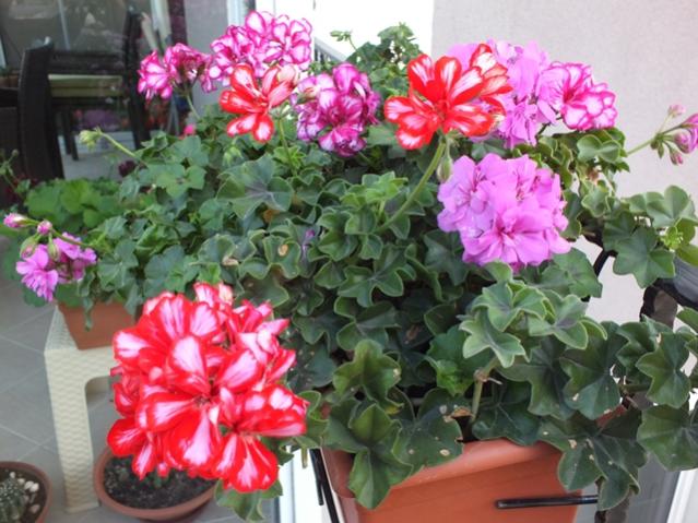 Name:  DSCF2989.jpg
Views: 625
Size:  58.0 KB