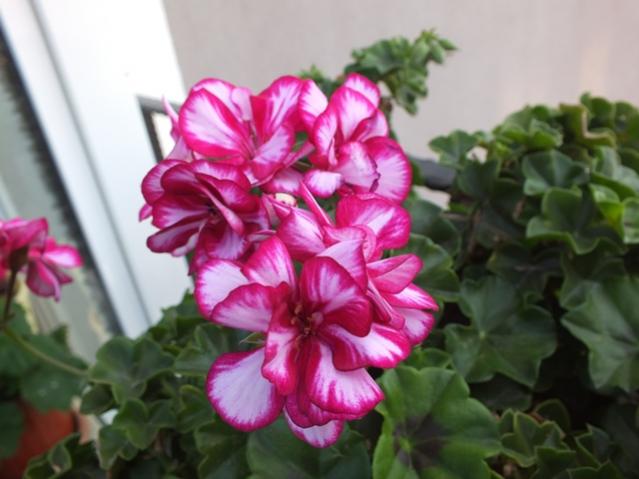 Name:  DSCF2993.jpg
Views: 601
Size:  38.2 KB