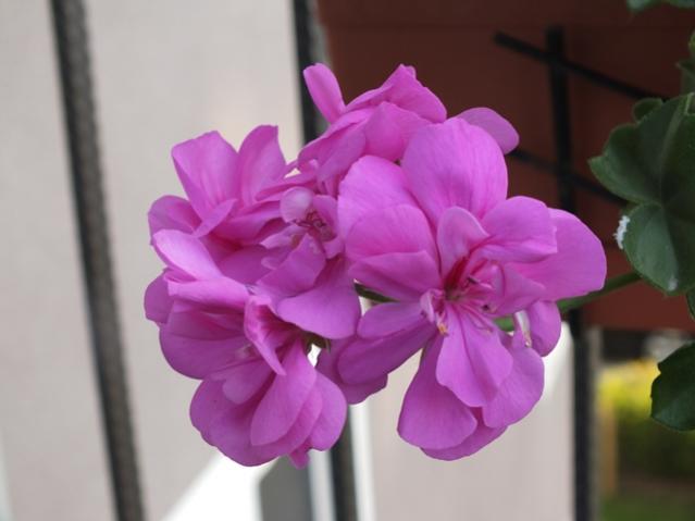 Name:  DSCF2996.jpg
Views: 606
Size:  26.8 KB