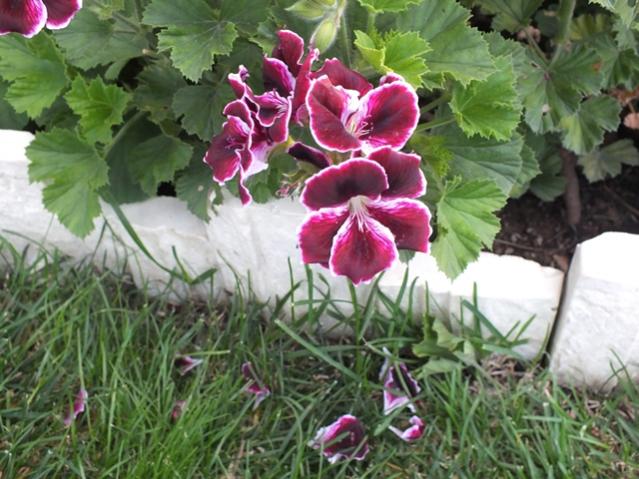 Name:  DSCF3008.jpg
Views: 620
Size:  59.0 KB