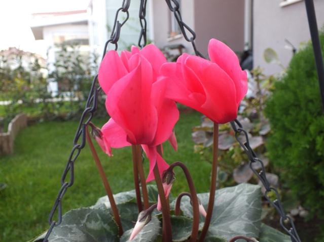 Name:  DSCF3011.jpg
Views: 626
Size:  38.4 KB