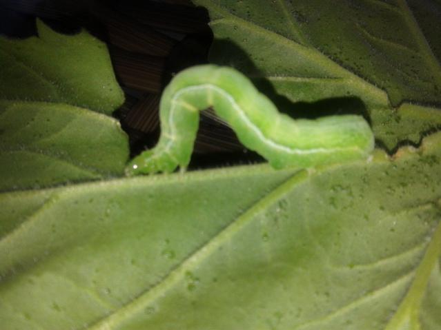 Name:  20131107_154748.jpg
Views: 727
Size:  29.1 KB