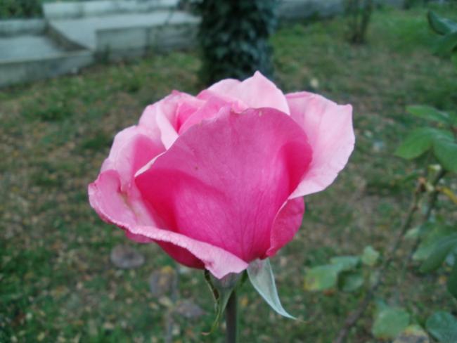 Name:  P1010499a.jpg
Views: 404
Size:  32.8 KB