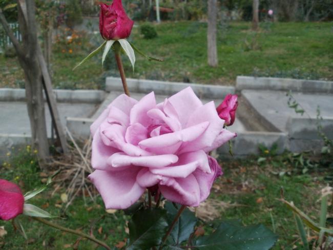 Name:  P1010500a.jpg
Views: 416
Size:  43.7 KB