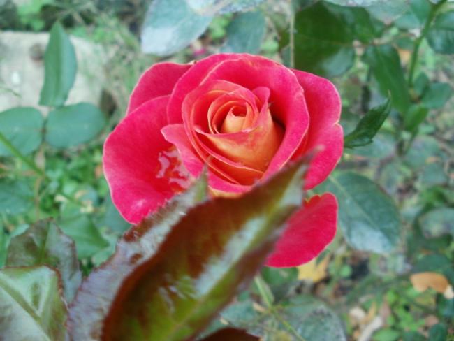 Name:  P1010502a.jpg
Views: 444
Size:  39.0 KB