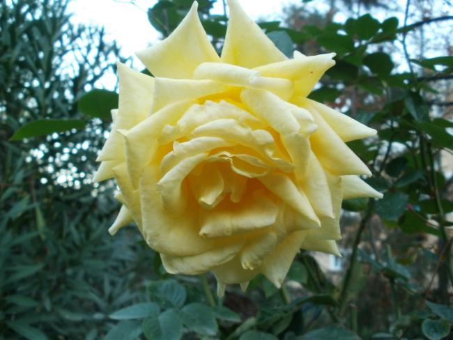 Name:  P1010497a.jpg
Views: 400
Size:  44.6 KB