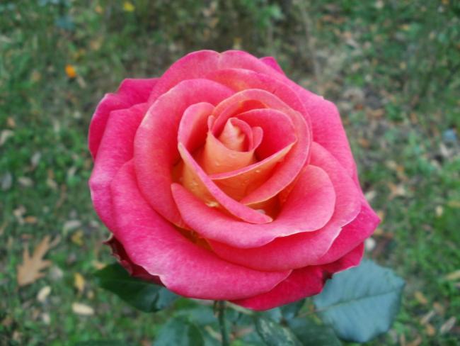 Name:  P1010506a.jpg
Views: 407
Size:  39.1 KB