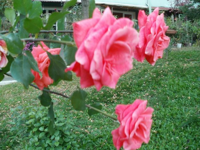 Name:  P1010511a.jpg
Views: 430
Size:  66.0 KB