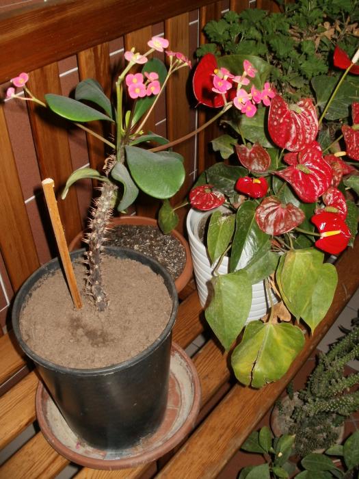 Name:  P1010553a.jpg
Views: 433
Size:  75.1 KB